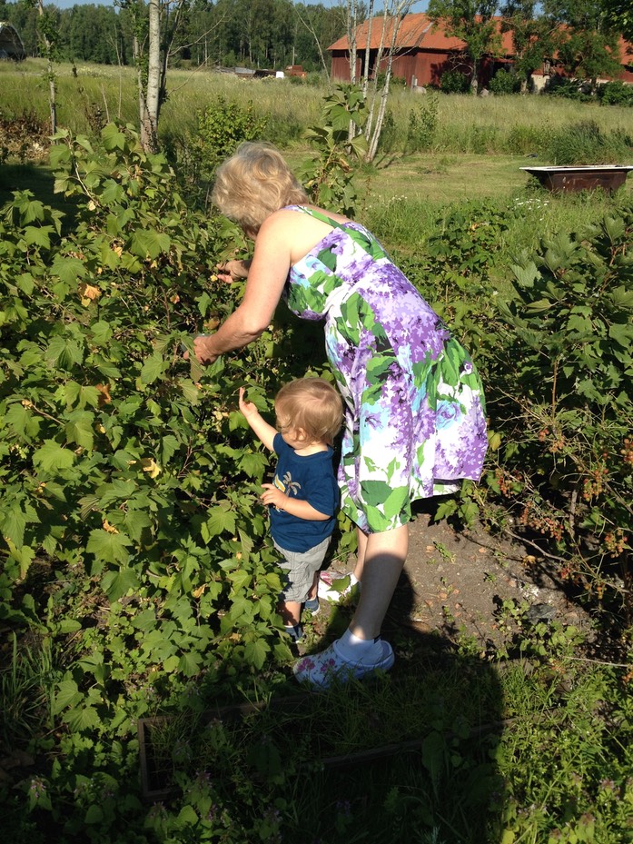 Picking_berries_07-2014